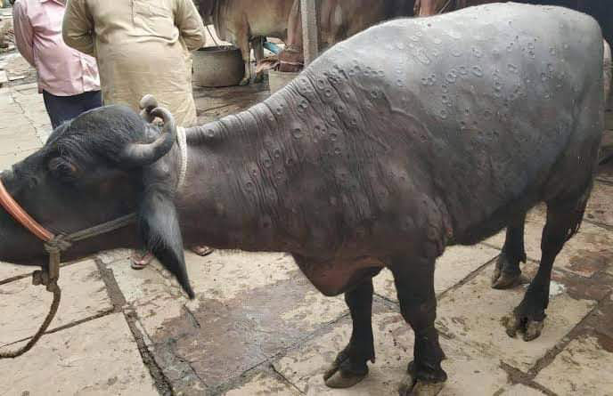 झापाको मेचीनगरमा ‘अफ्रिकन स्वाइन फ्लू’ र ‘लम्पी स्किन’को सङ्क्रमण पुष्टि