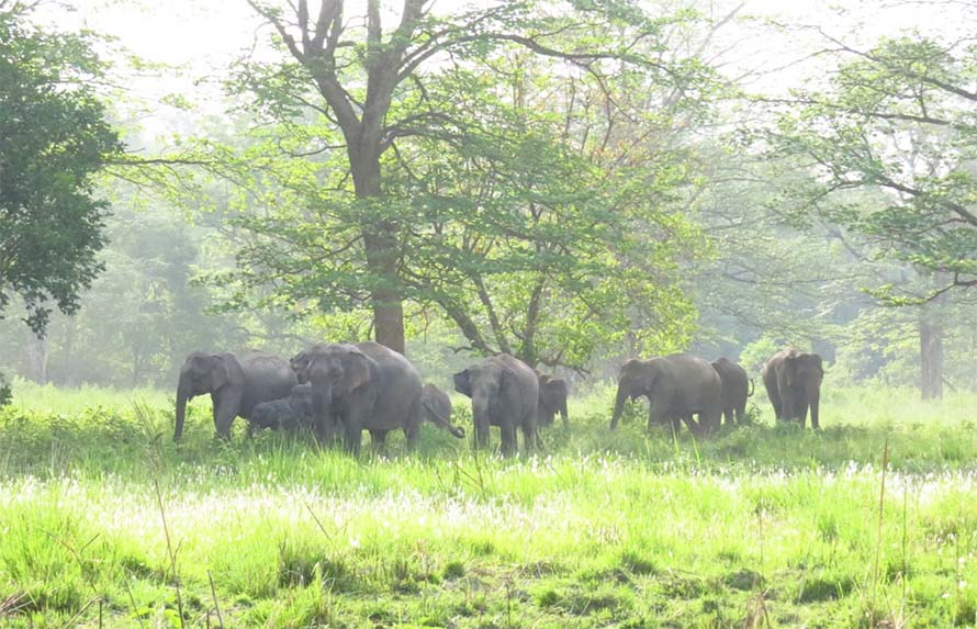 झापामा मानव-हात्ती द्वन्द्वः १६ वर्षमा ८० जनाको मृत्यु, २८ वटा हात्ती मारिए
