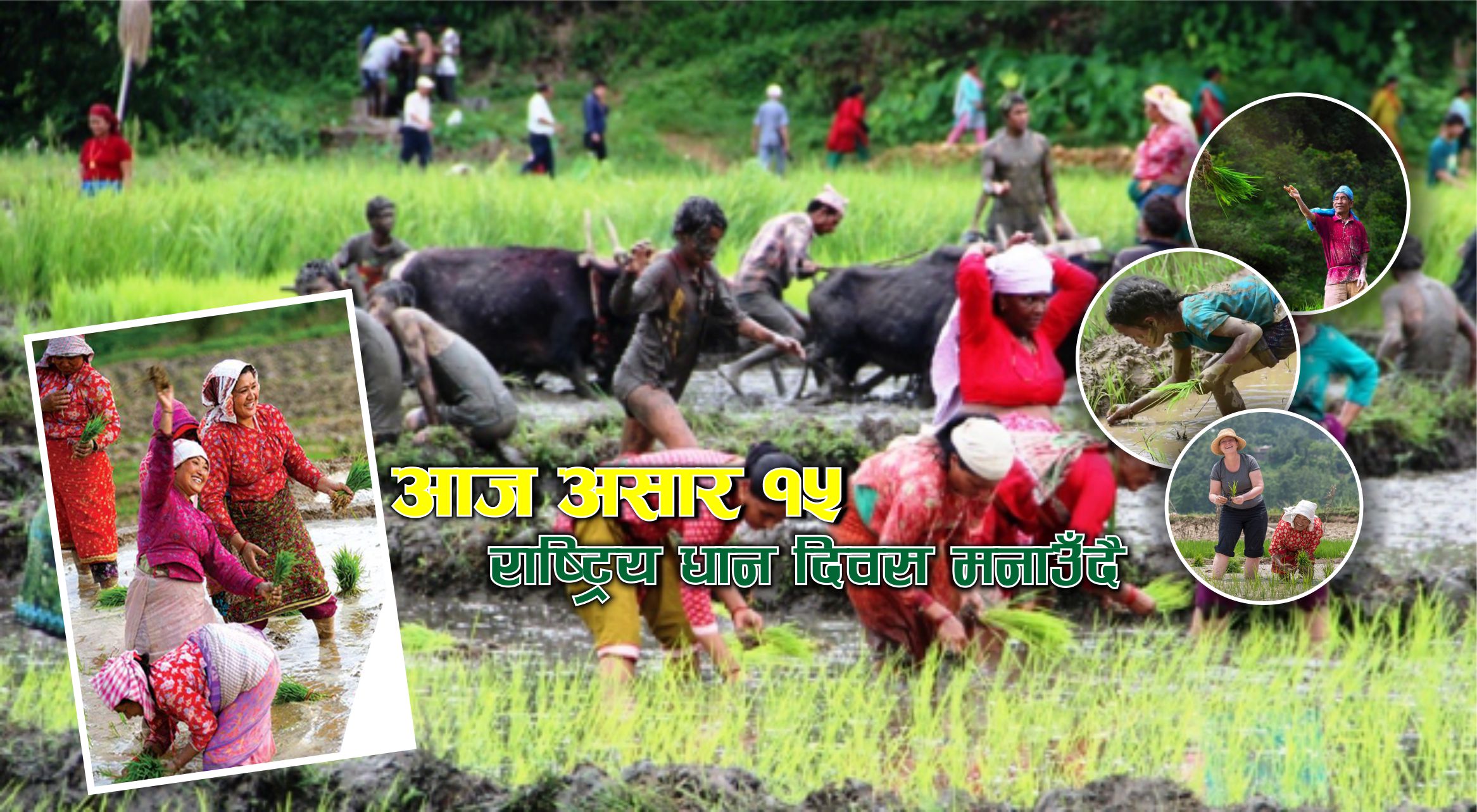 आज १५ असार राष्ट्रिय धान दिवस मनाउँदै
