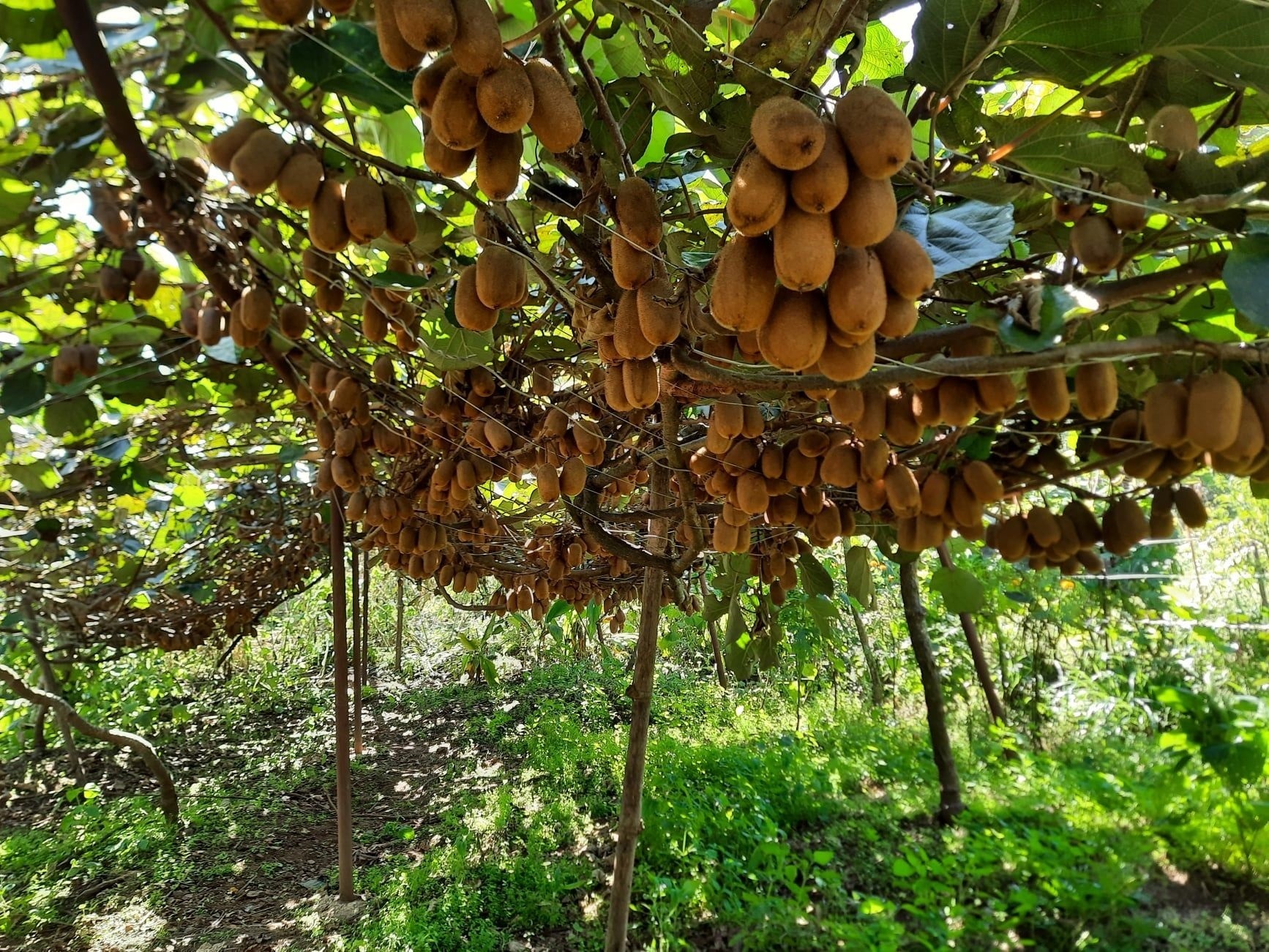 भार्सेका कृषक व्यावसायिक किबीखेतीतर्फ आकर्षित