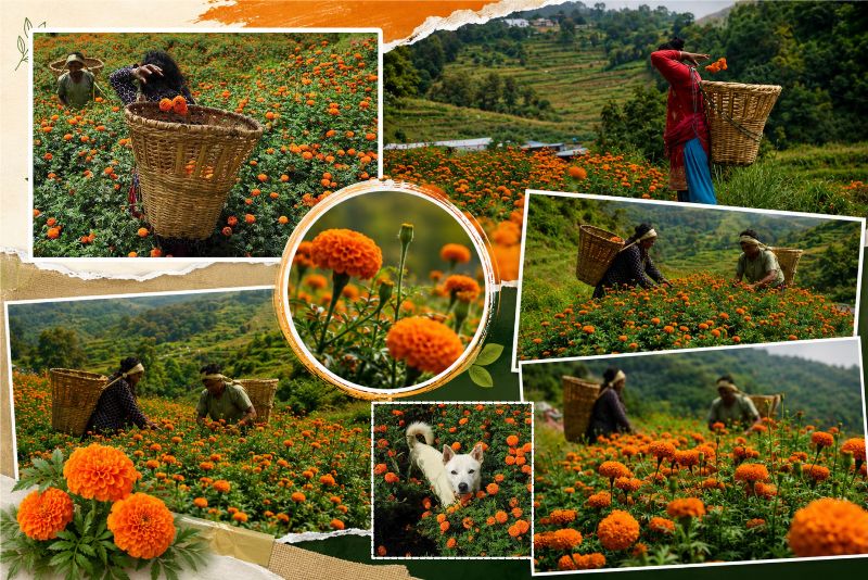 अफसिजनमा सयपत्री फूलको मूल्य घट्दा धादिङका किसान फूलबारी निखार्न व्यस्त (तस्बिरहरु)