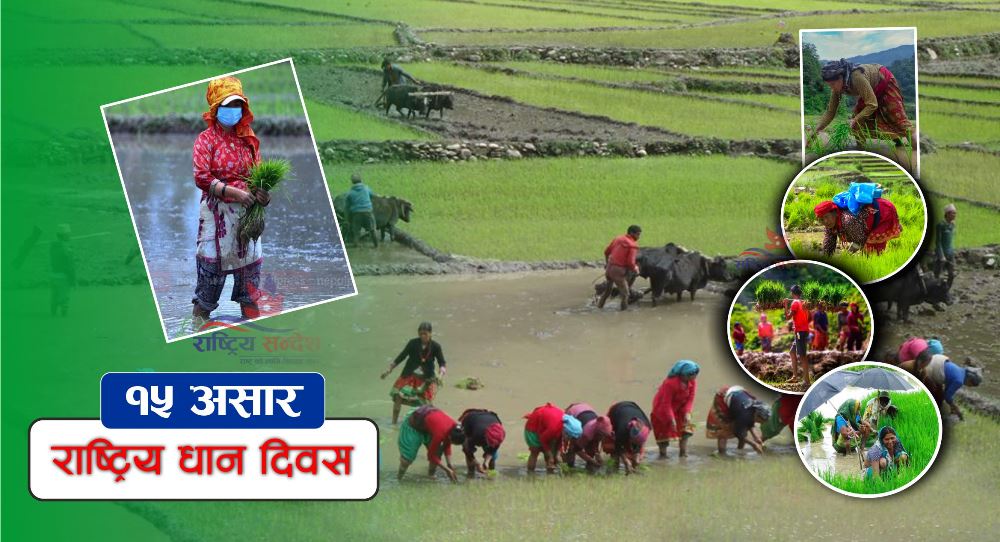 आज असार १५ : दही चिउरा खाएर धान दिवस मनाइँदै