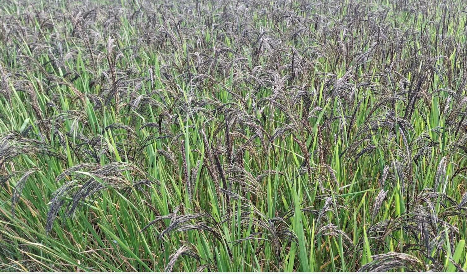 सुगन्धित र स्वादिलो कालानमक जातको धानको बाँकेमा संरक्षण गरिदै