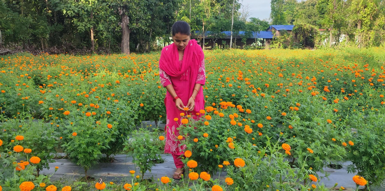 कञ्चनपुरकी मेघा रावल फूलखेतीमा, फूलको माग र बजार हेरेर अर्को वर्ष फूलखेती विस्तार गर्ने