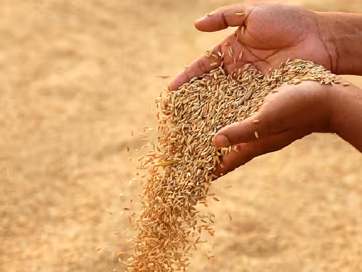 चाडपर्व मनाउन सस्तो दरमा धान बेच्दै किसान